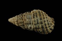 藏品(白葚蟹守螺)的圖片